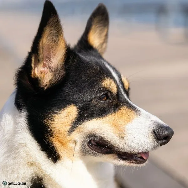 Black and Tan black under eyes 2