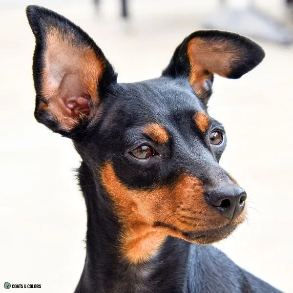 Black and Tan black under eyes