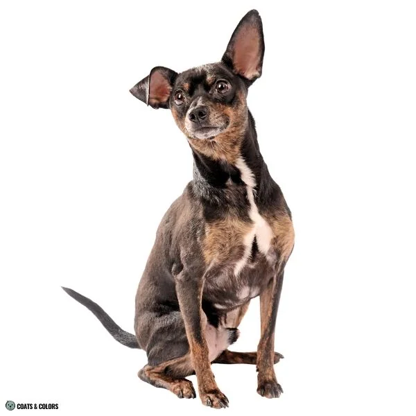 Black and Tan brindle point