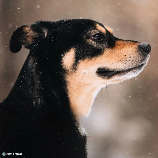 Black and Tan cheek markings