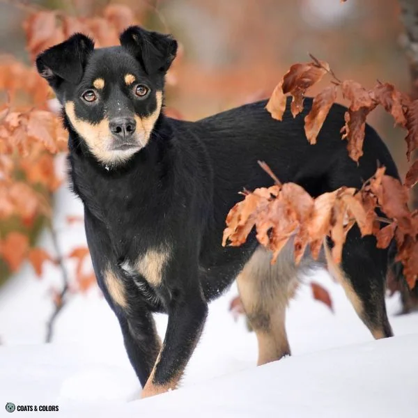 Black and Tan coat type small chest tan markings