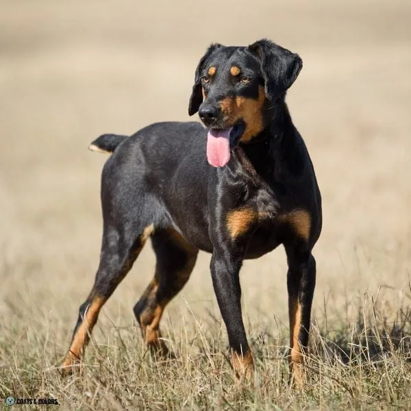 Black and Tan colors black