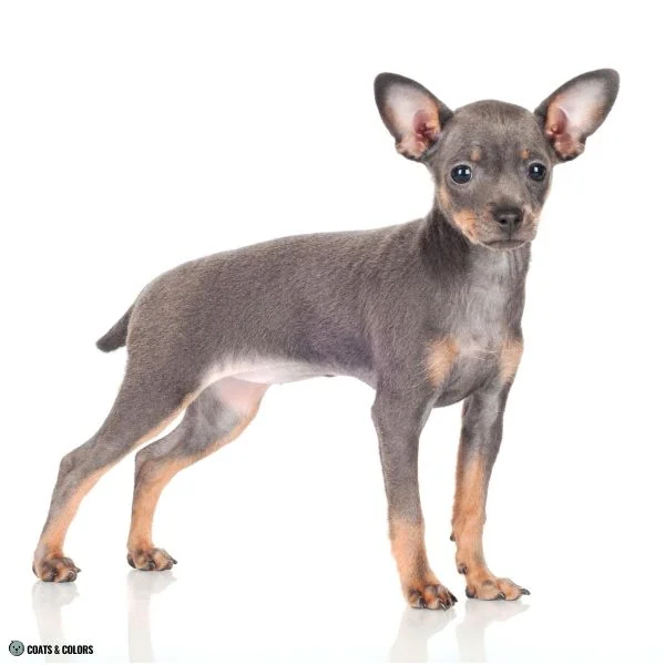 Black and Tan colors blue