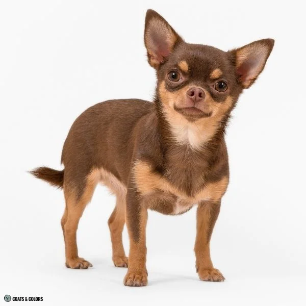 Black and Tan colors brown