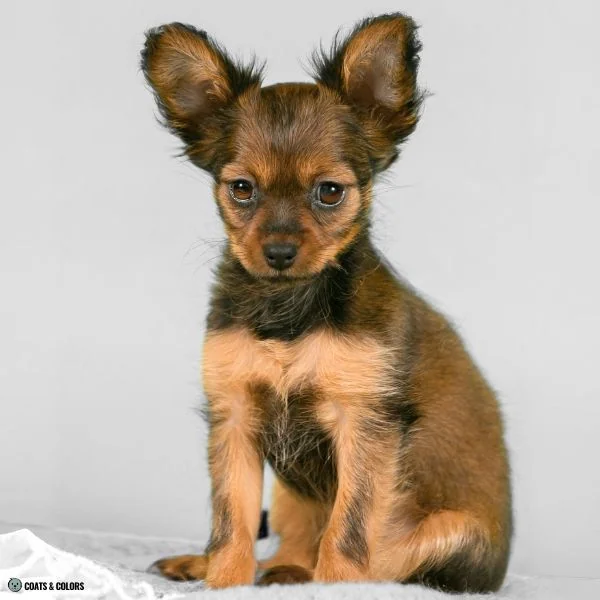 Black and Tan comparison dark sable puppy