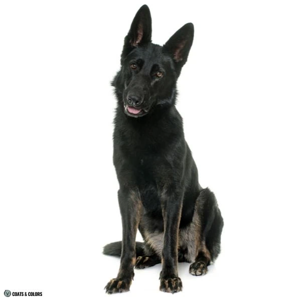 Black and Tan comparison recessive black tan