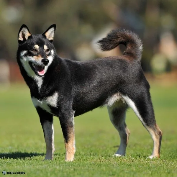 Black and Tan countershading