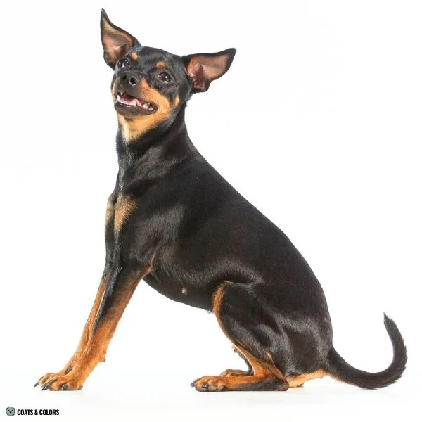 Black and Tan