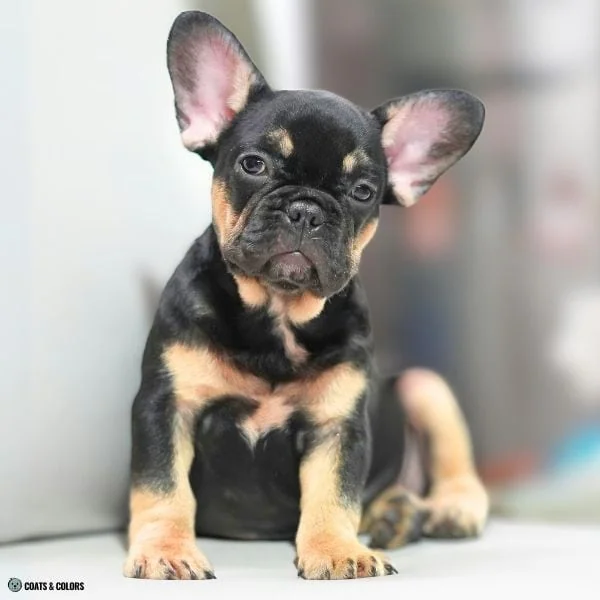 Black and Tan fancy color French Bulldog