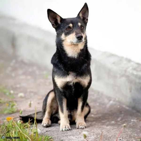 Black and Tan leg markings