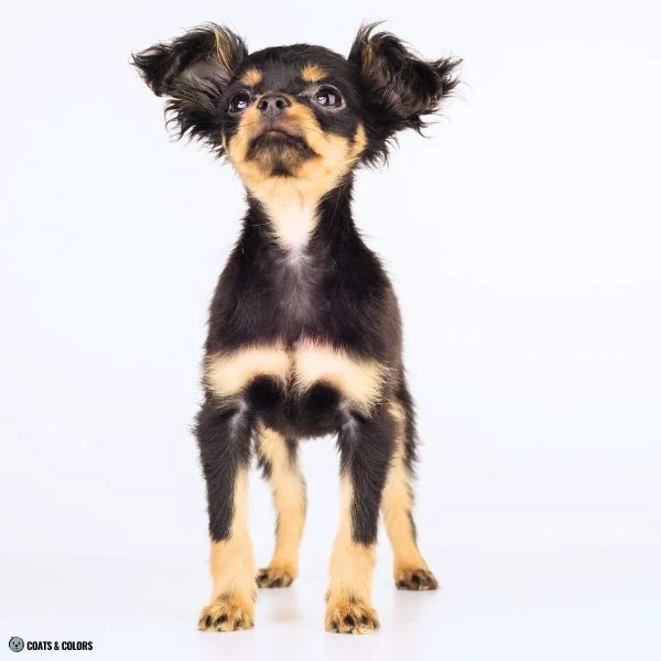 Black and Tan markings