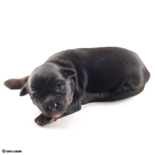 Black and Tan newborn puppy