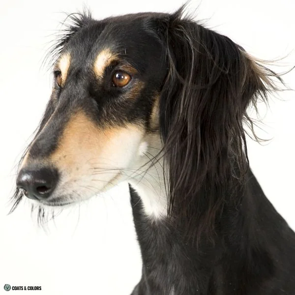 Black and Tan nose bar Saluki