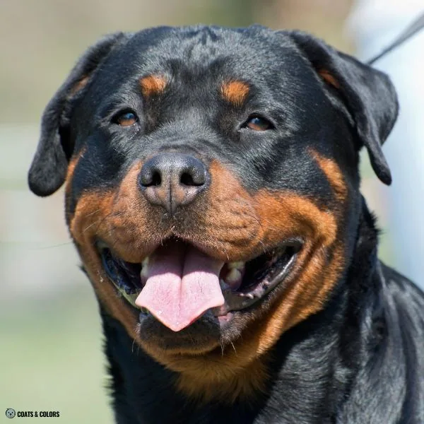 Black and Tan pale nose