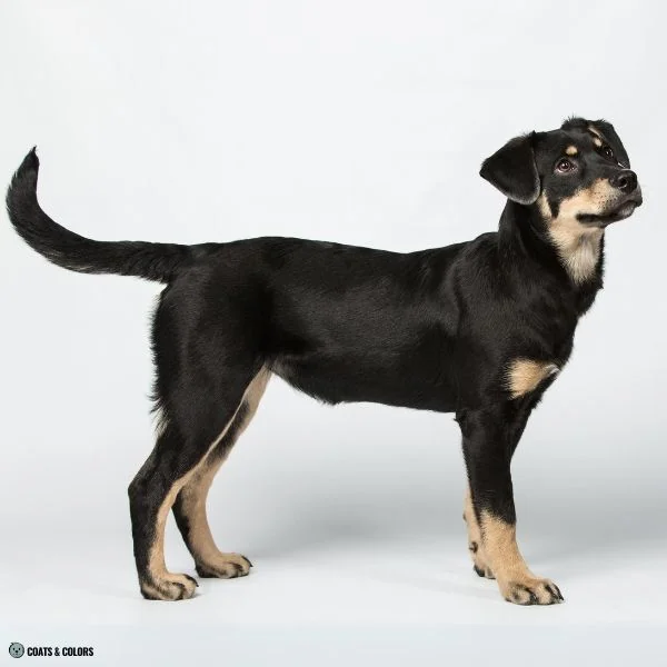 Black and Tan pale phaeomelanin intensity
