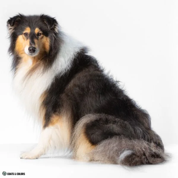 Black and Tan pale undercoat
