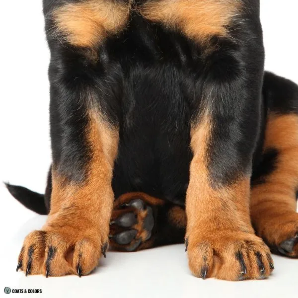 Black and Tan pencil toes