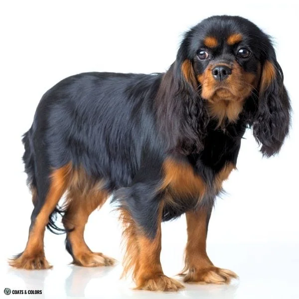 Black and Tan red phaeomelanin intensity