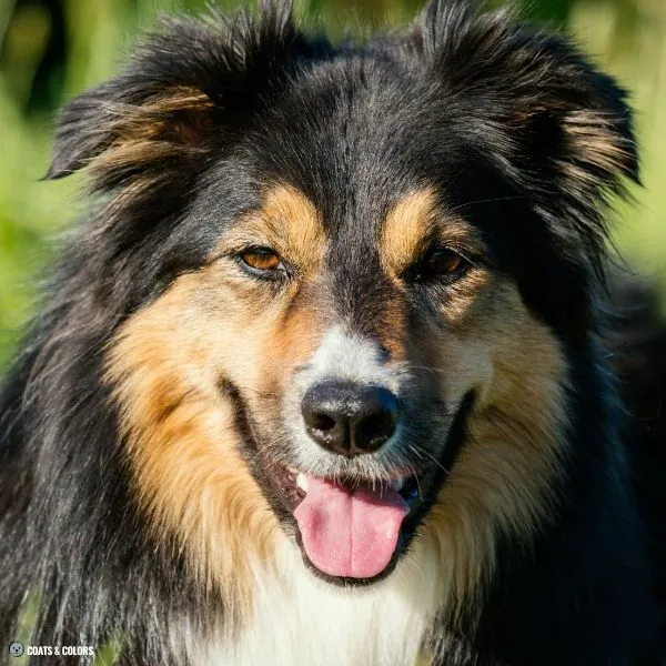 Black and Tan running copper