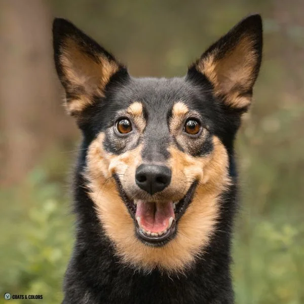 Black and Tan running tan 4
