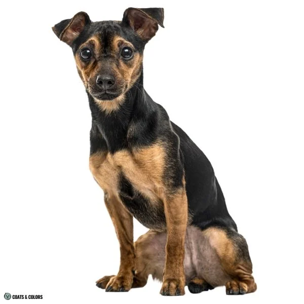 Black and Tan running tan 5