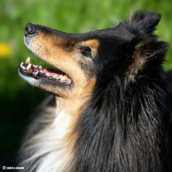 Black and Tan running tan 7