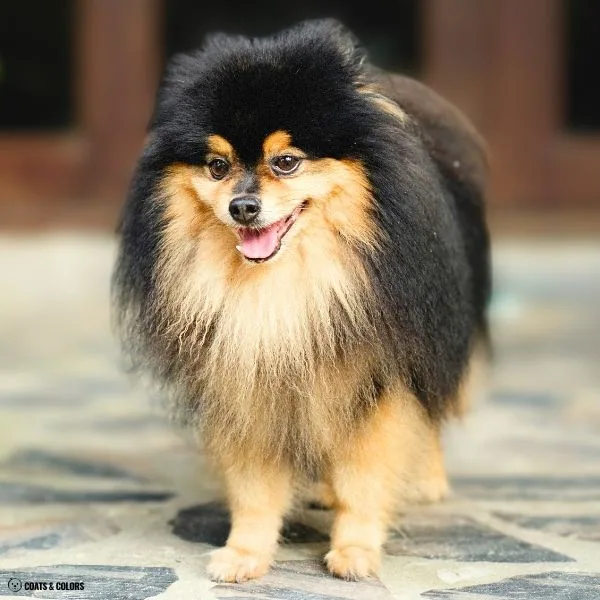 Black and Tan running tan 8