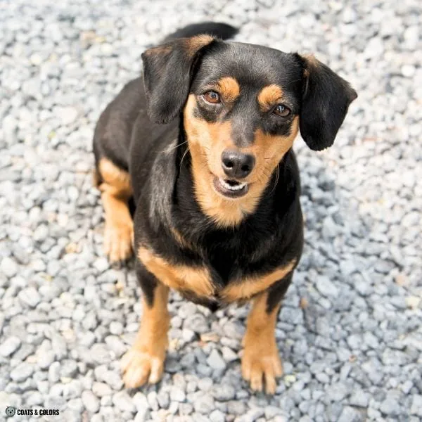 Black and Tan running tan small