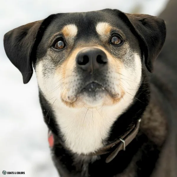 Black and Tan running tan under eyes