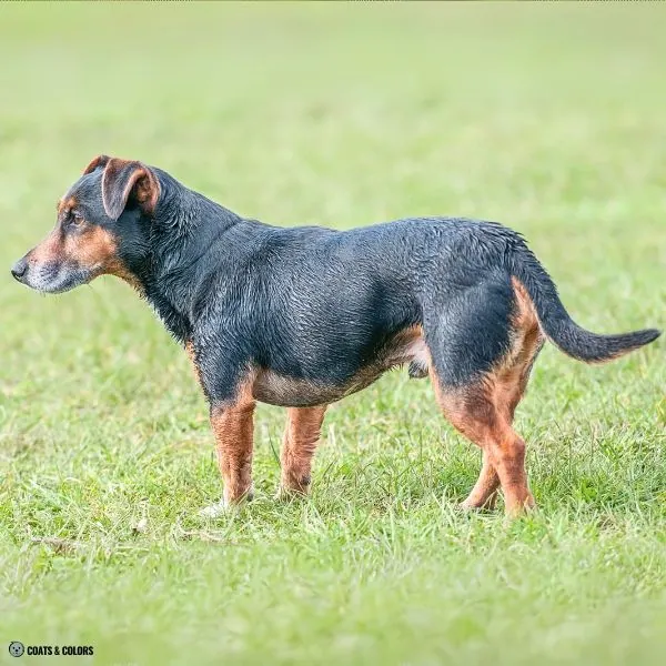 Black and Tan runnings tan ears