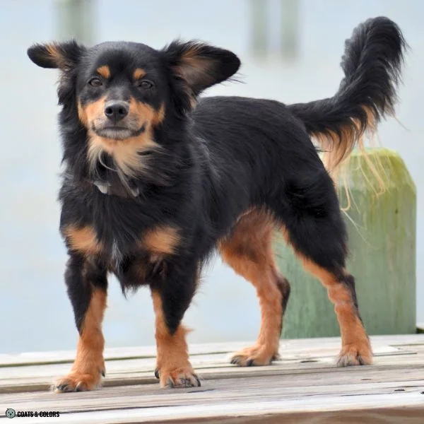 Black and Tan standing