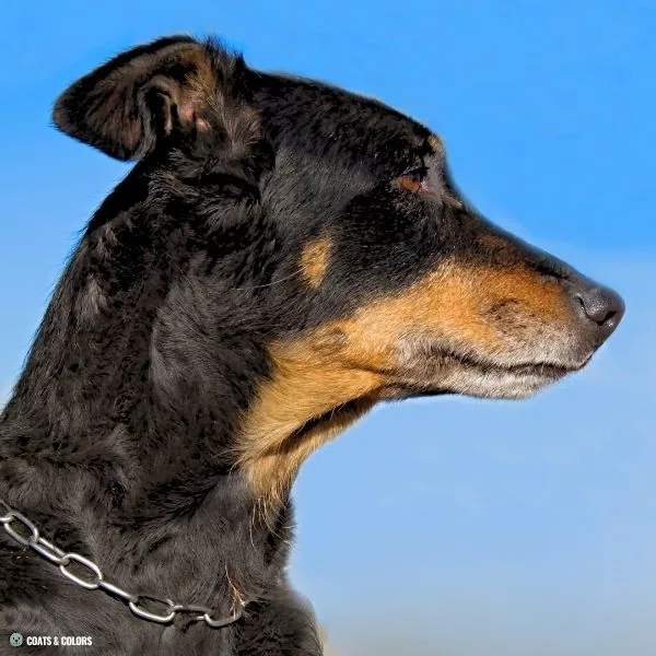 Black and Tan tan cheek dots