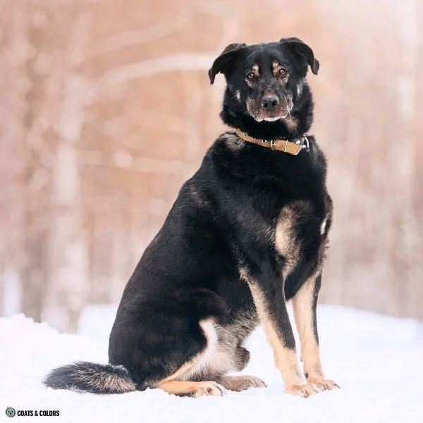 Black and Tan tan intermingled