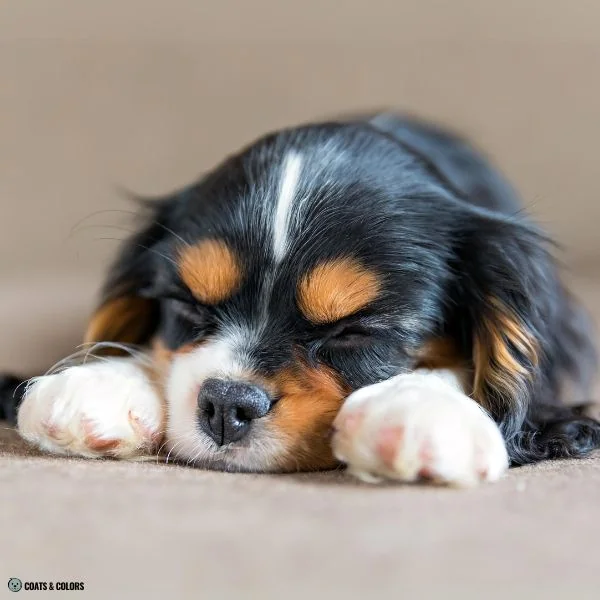 Black and Tan tan pips Cavalier