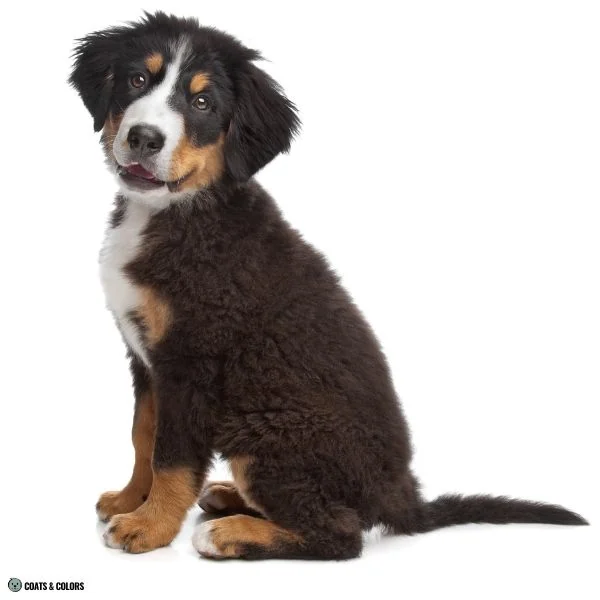 Black and Tan tricolor