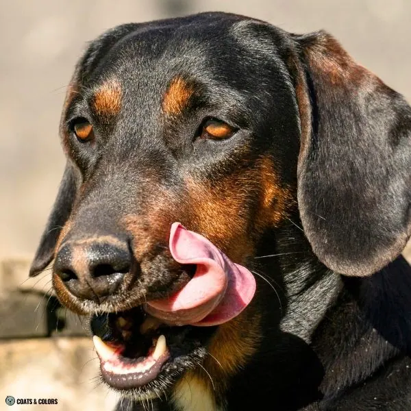 Black and Tan weak nose pigment light stripe