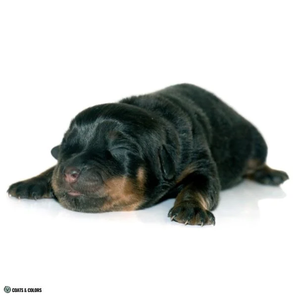 Black and Tan young puppy