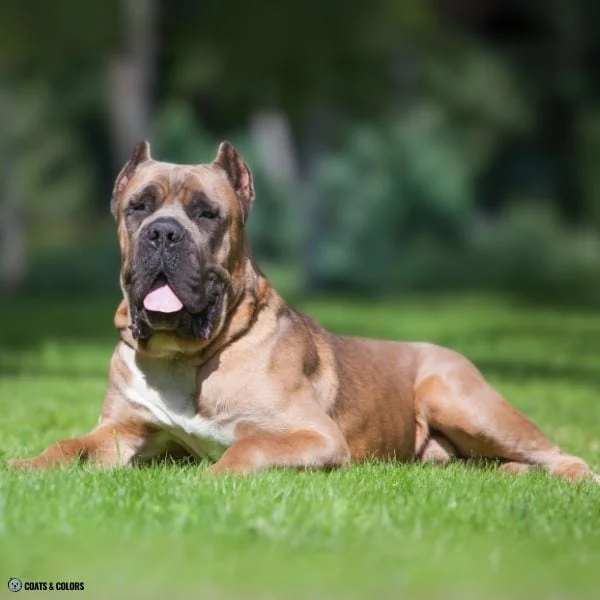 Blue Based Sable Cane Corso formentio
