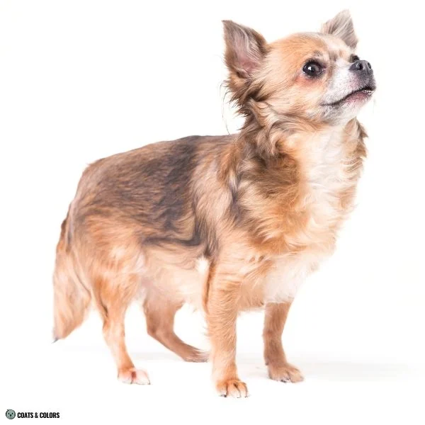 Blue Based Sable Chihuahua heavy shading