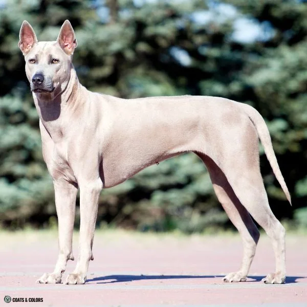 Blue Based Sable Thai Ridgeback isabella