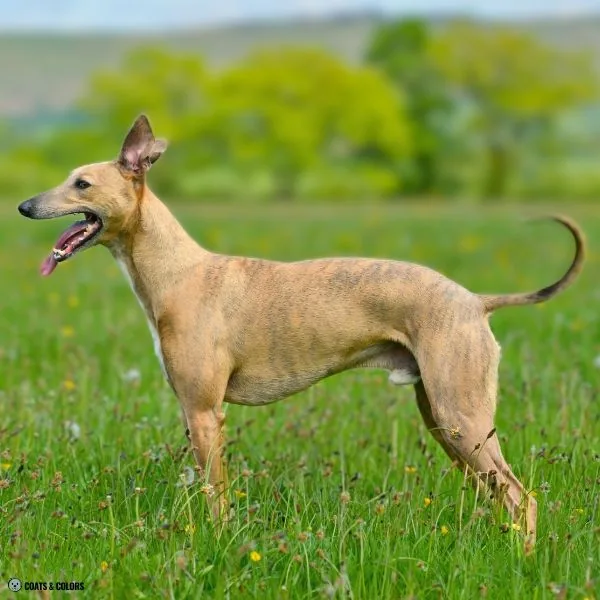 Blue Based Sable blue brindle sighthound
