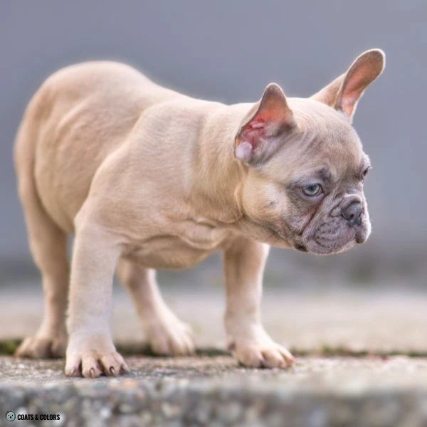 Blue Based Sable blue fawn French Bulldog