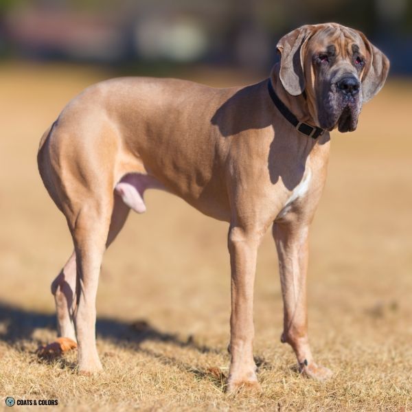 Blue Based Sable blue fawn Great Dane