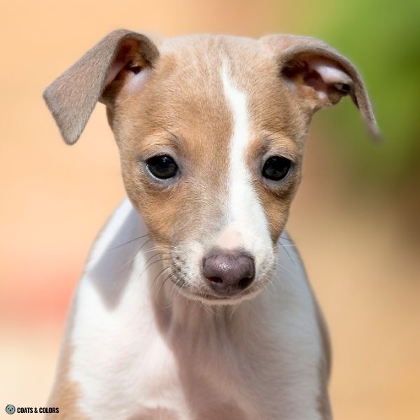Blue Based Sable blue fawn Italian Greyhound puppy nose eye rims