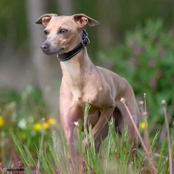 Blue Based Sable blue fawn Italian Greyhound