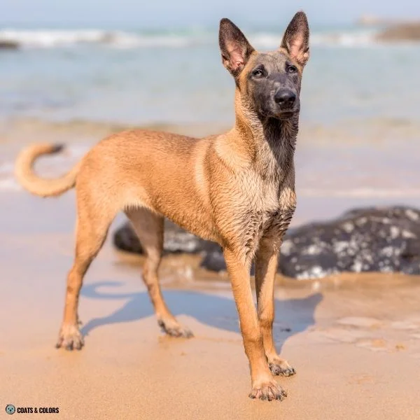 Blue Based Sable blue fawn Malinois