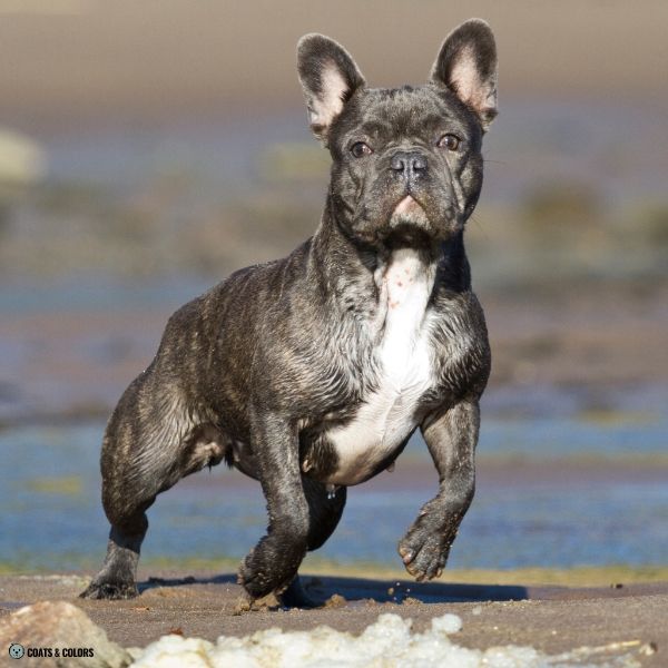 Blue Based Sable blue fawn brindle Frenchie