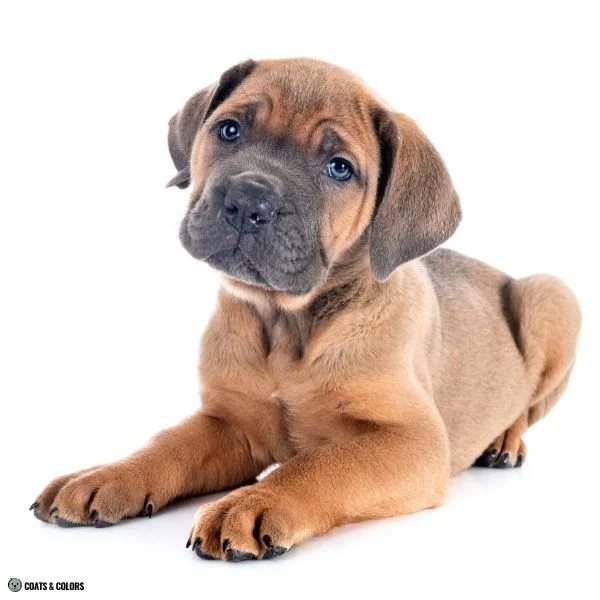 Blue Based Sable blue mask Cane Corso formentio puppy