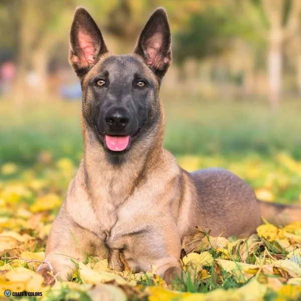 Blue Based Sable blue mask Malinois