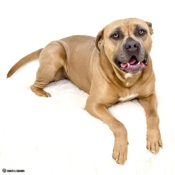 Blue Based Sable bully type dog